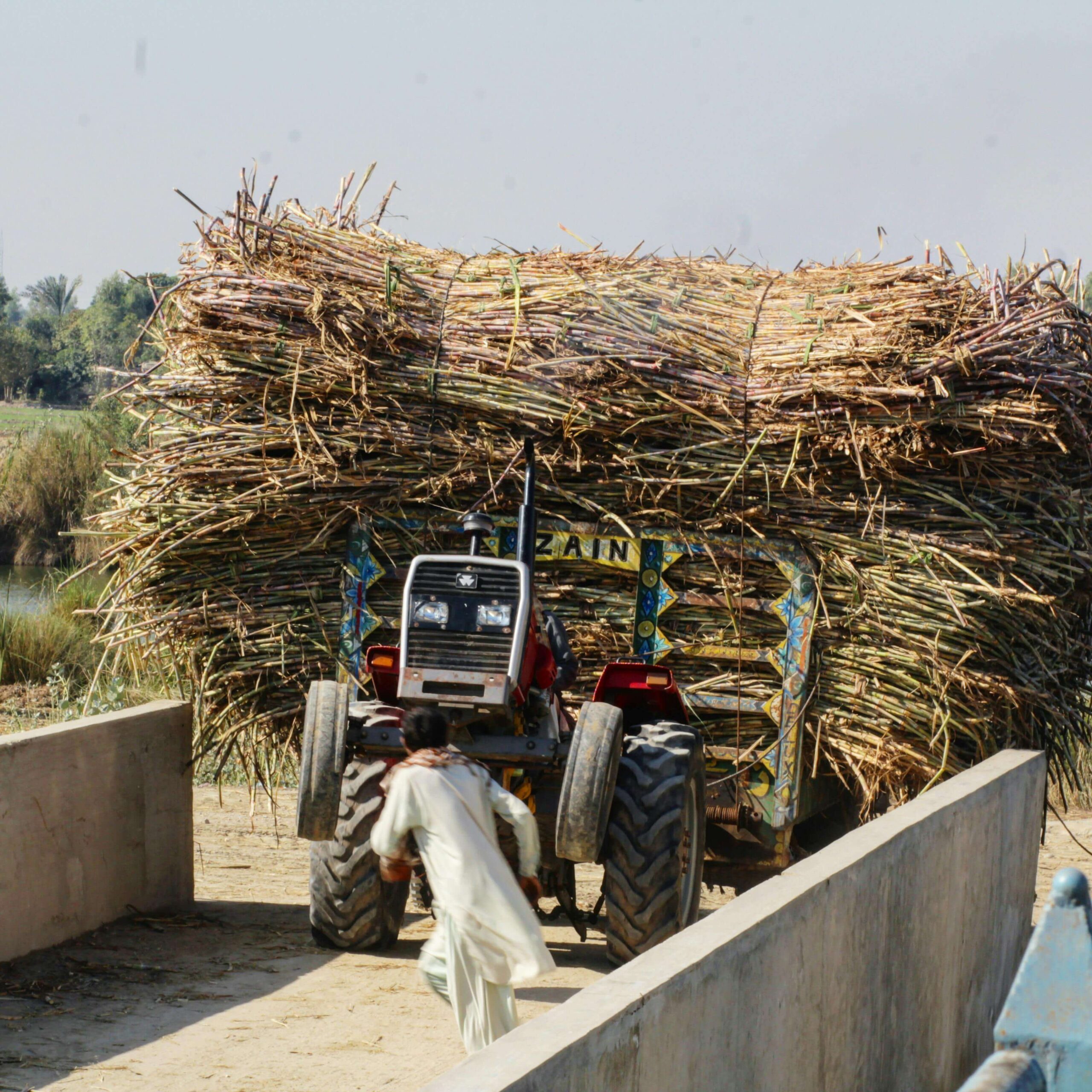 AI in sugarcane agriculture