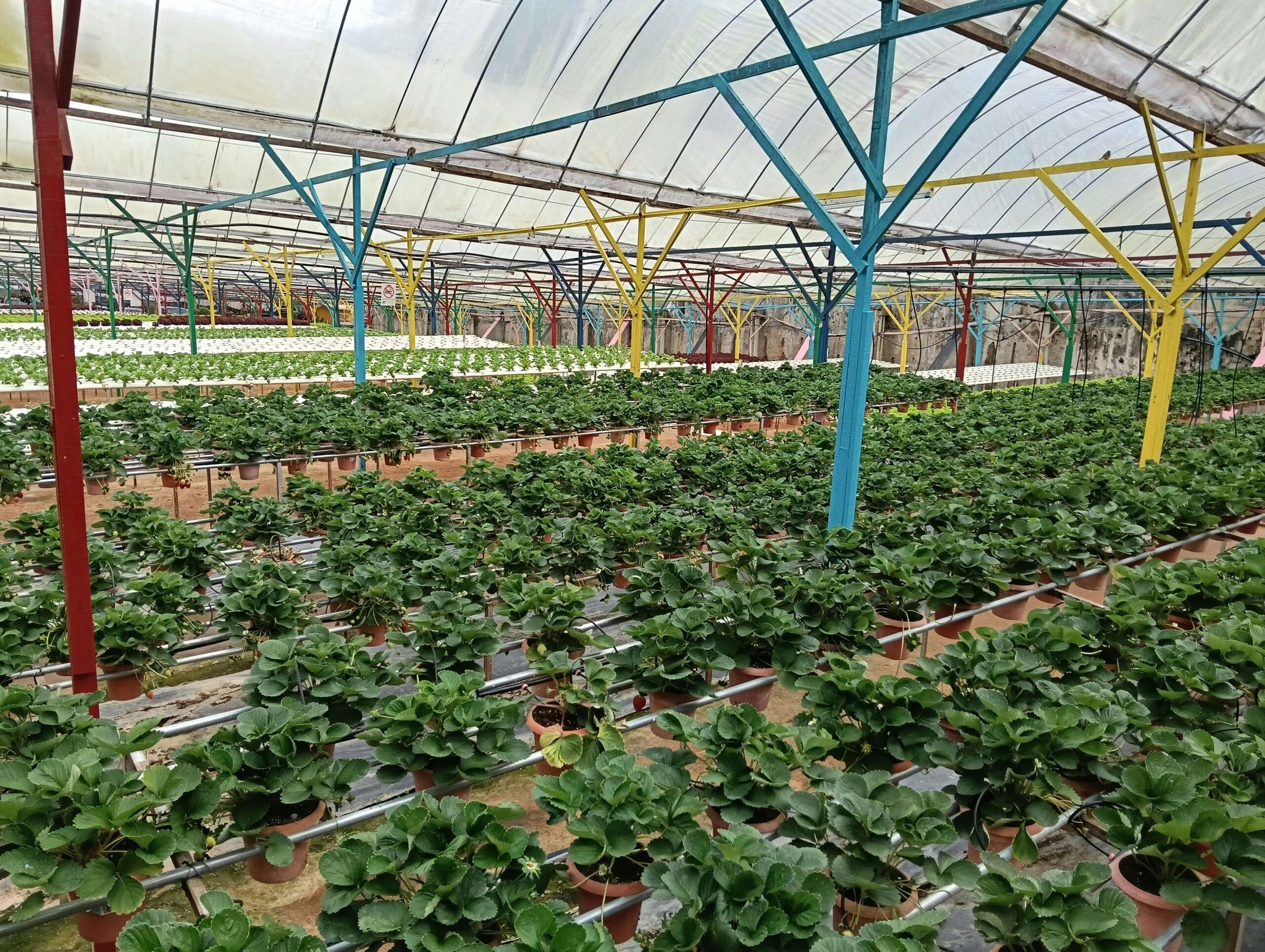 AI in Agricultural Employment