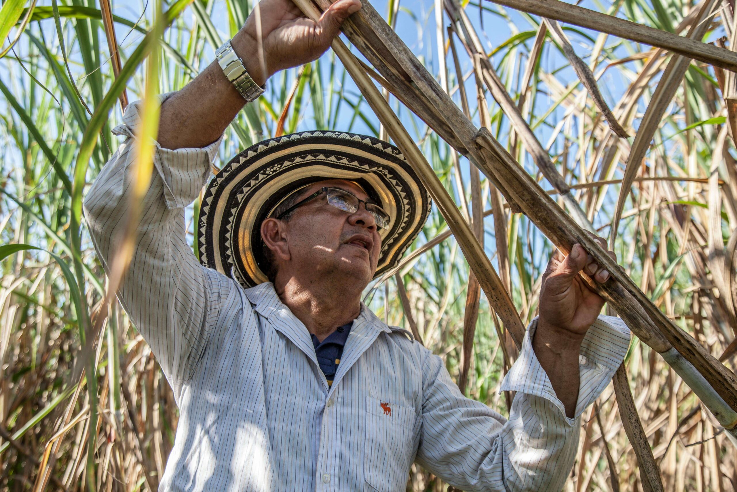 AI in sugarcane agriculture