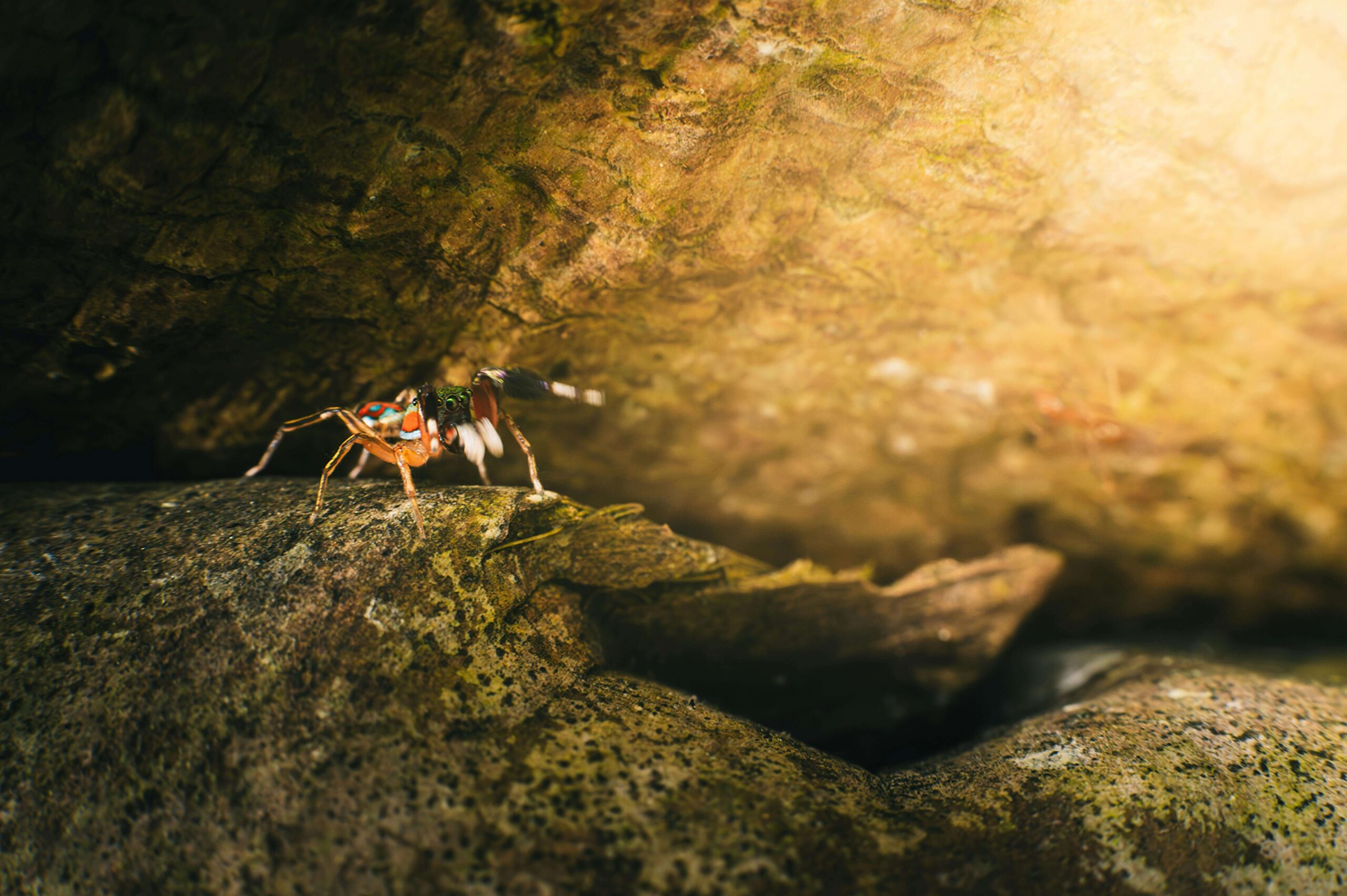 Spider Vision AI Governance