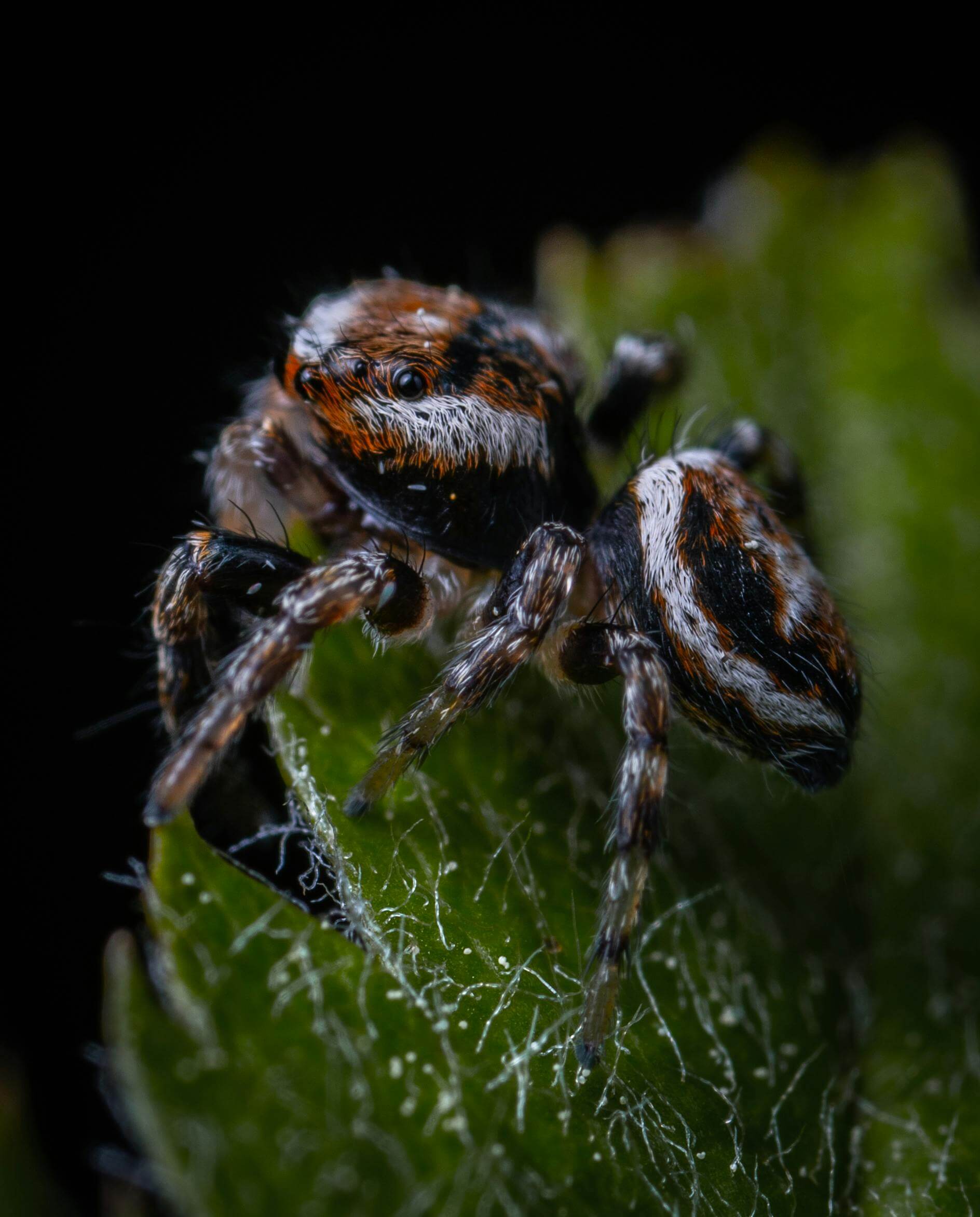 Spider Vision AI Governance