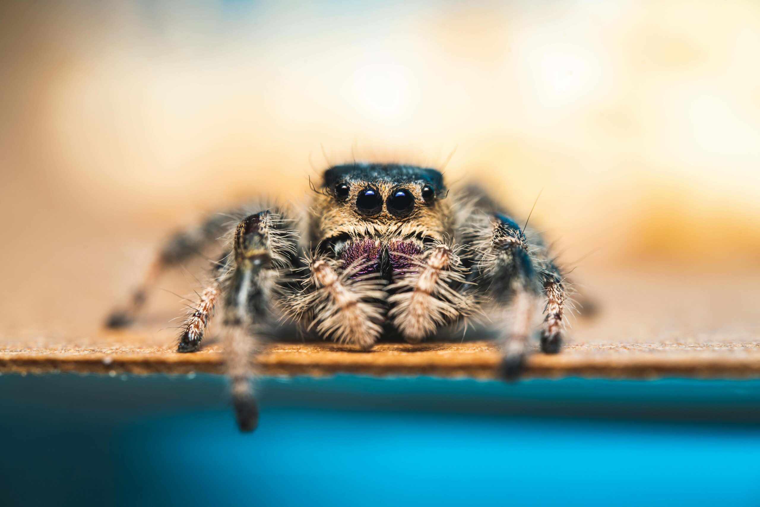 Spider Vision AI Governance