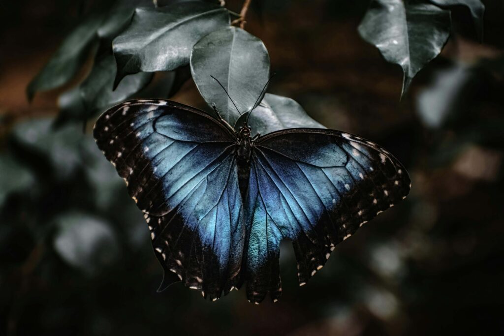 AI Bias and Fairness