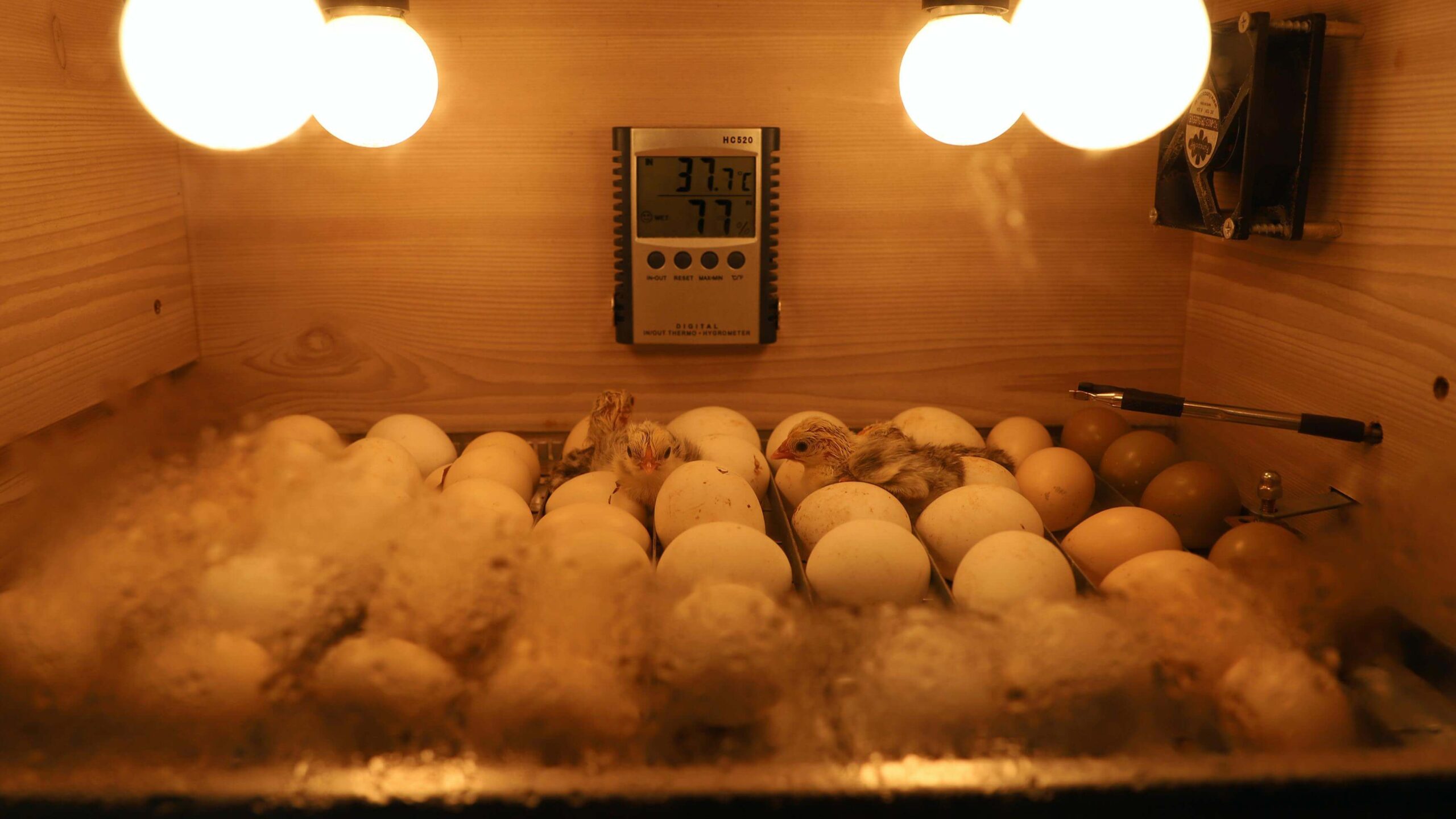 Artificial Egg Incubation