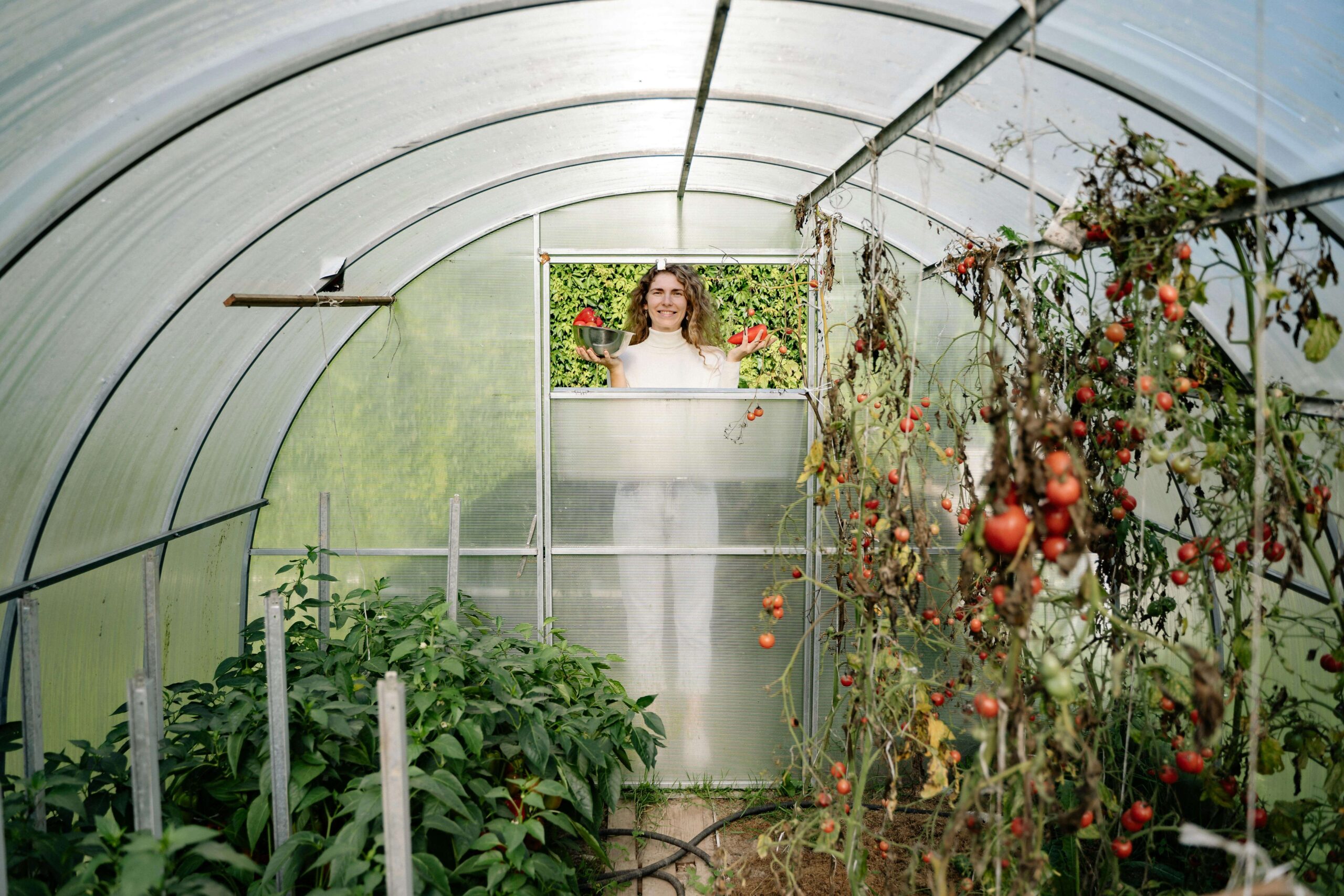 Smart Greenhouse Tomato Cultivation