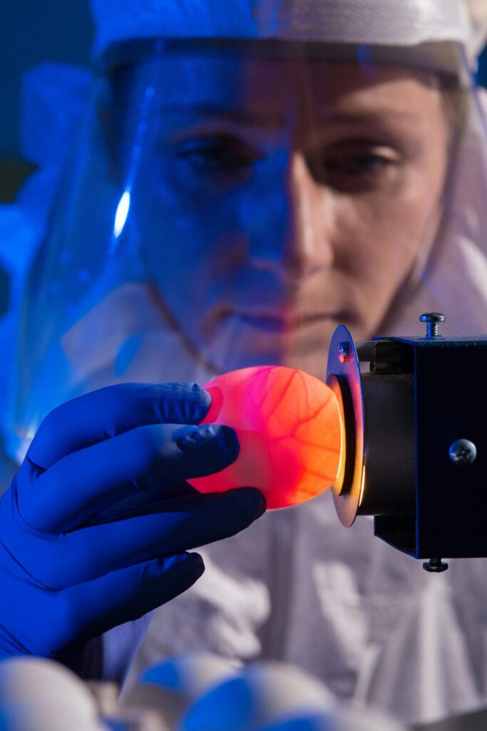 Artificial Egg Incubation