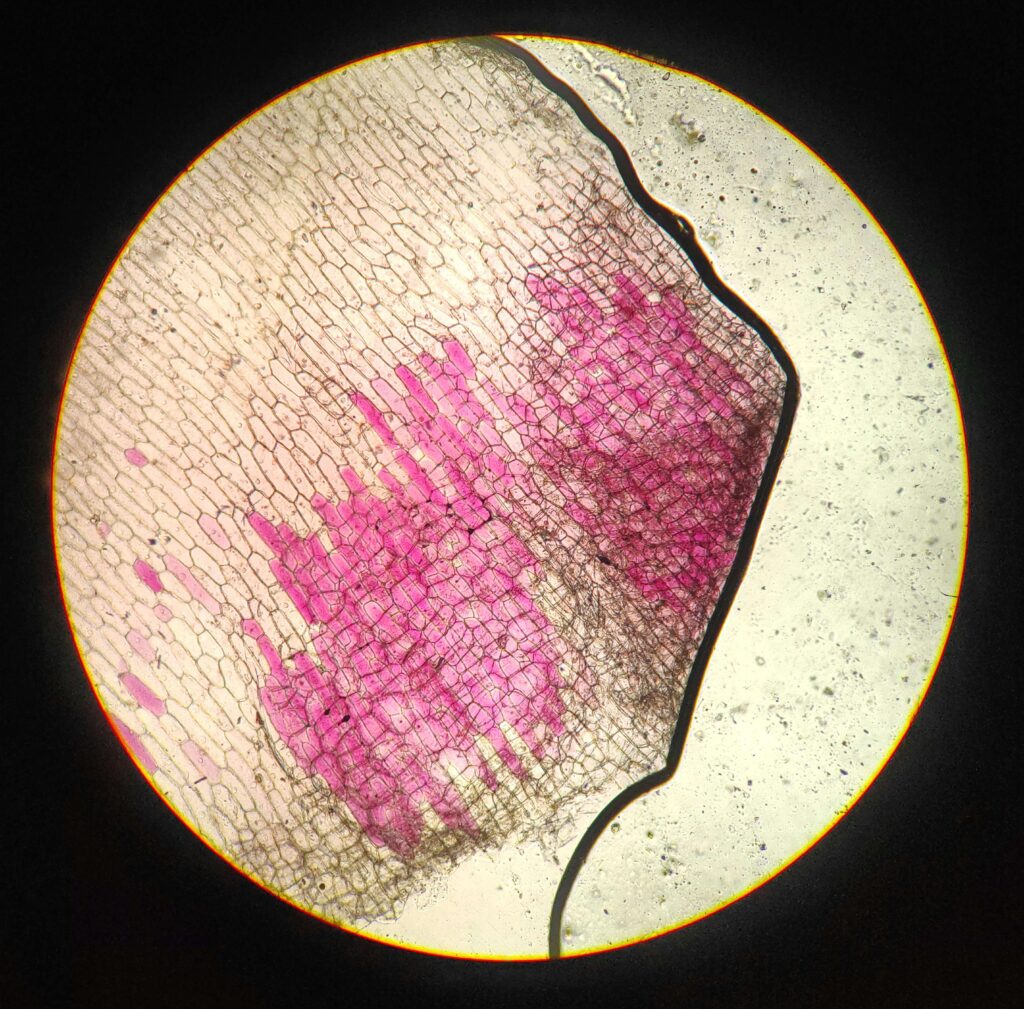 High-Flux COF Membranes