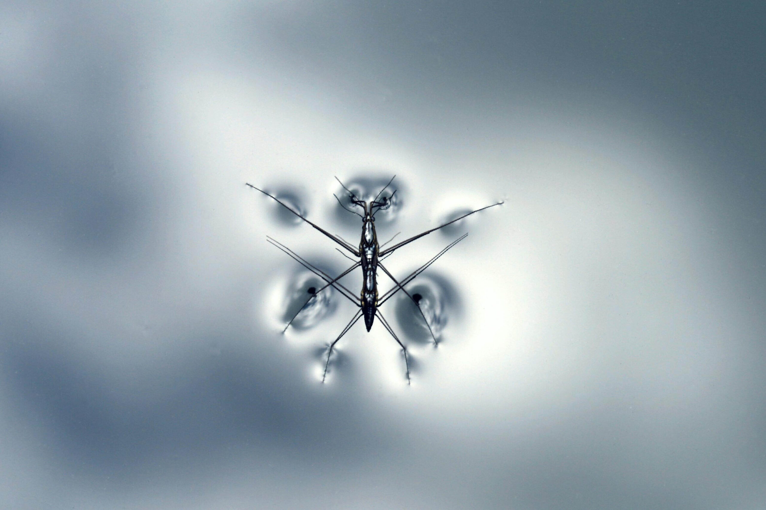 Zooplankton in Alpine Reservoirs