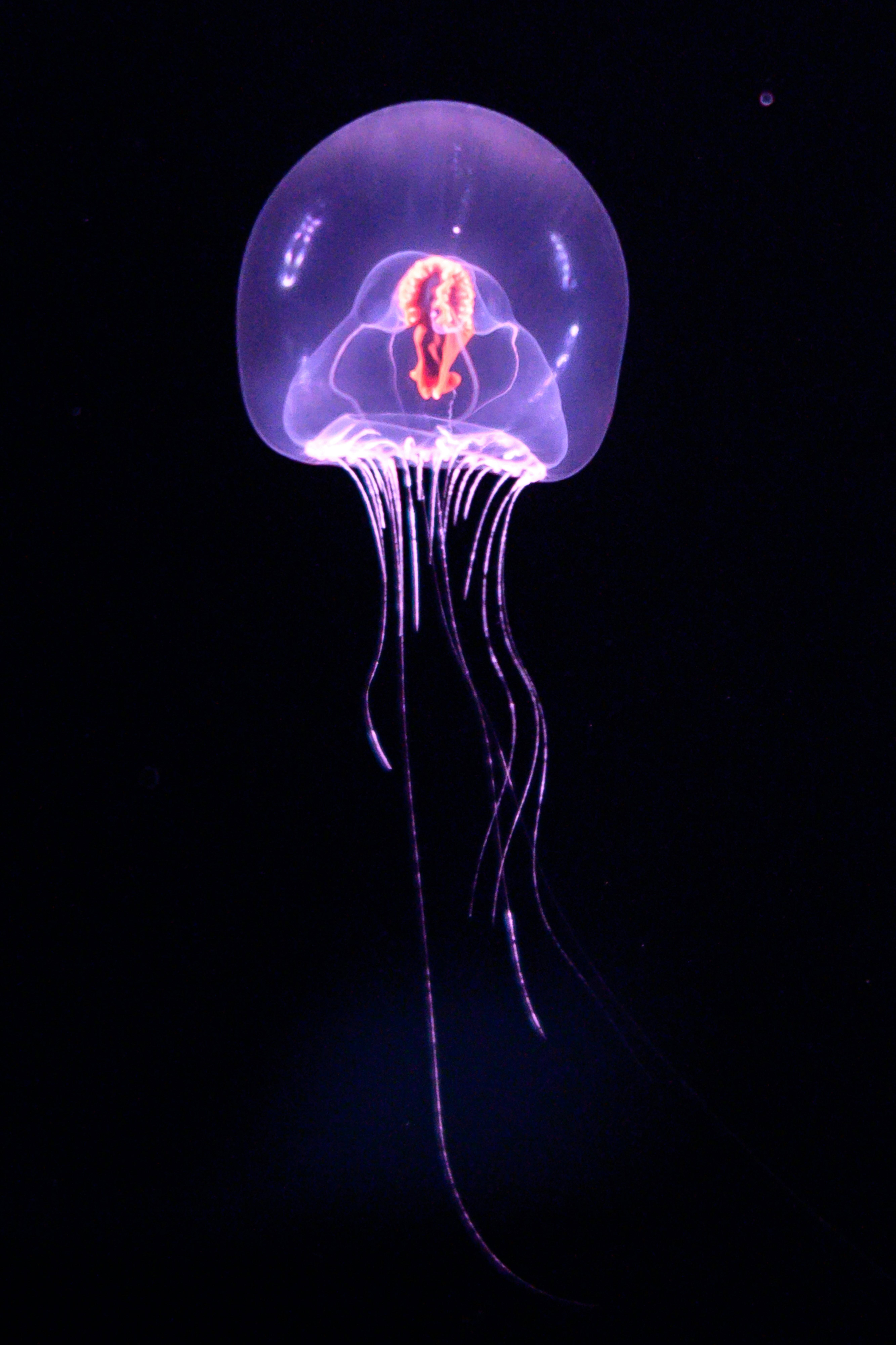 Zooplankton in Alpine Reservoirs